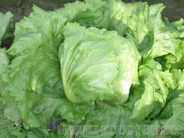 Lettuce